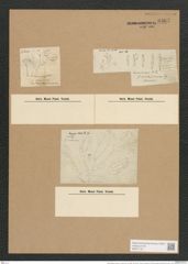 Rhoicosphenia curvata var. marina (W. Sm.) Rabh. (de-Toni-Nr.: Genus 38, Species 1790) Zeichnungen Sammlung Grunow Nr. 3567 (NHMW-BOT-W0371151)